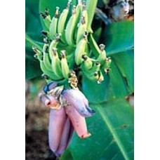 Dwarf Banana Plant - Musa - 4" Clay Pot/Better Growth   